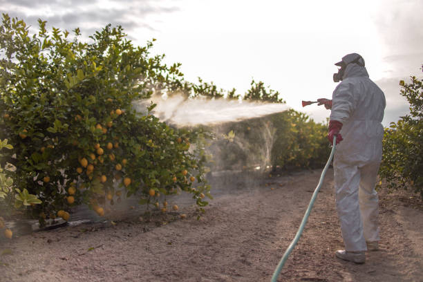 Best Emergency Pest Control  in Shallotte, NC