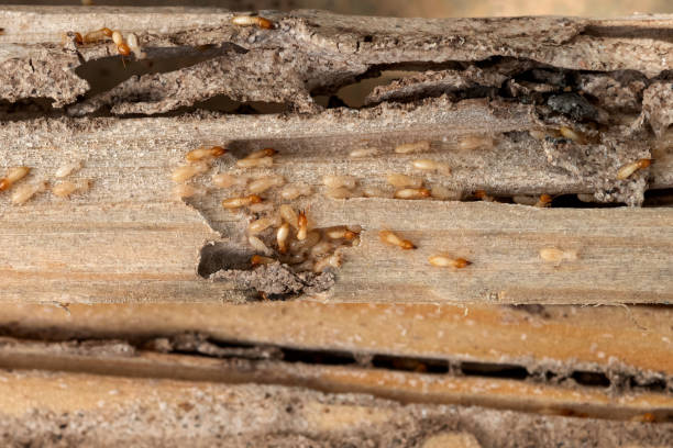 Best Affordable Pest Control Services  in Shallotte, NC